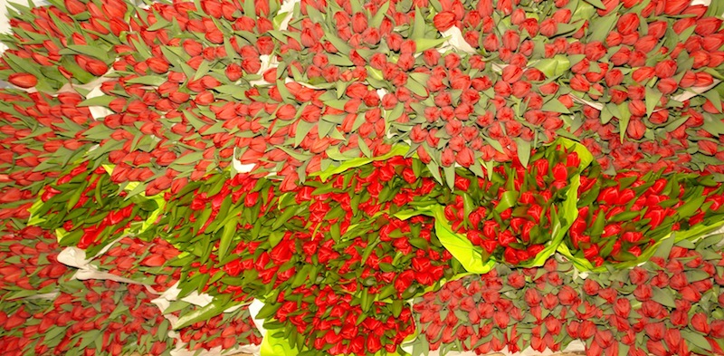 Lalele rosii pentru boala Parkinson