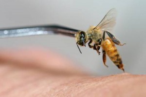 apiterapie cu venin de albine