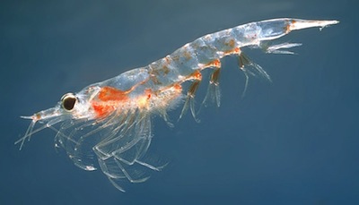 Krill, crustacee din specia Euphausia superba