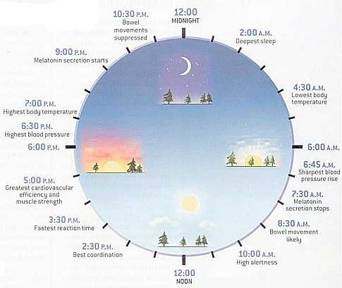 ritmul circadian