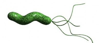 bacteria helicobacter pylori