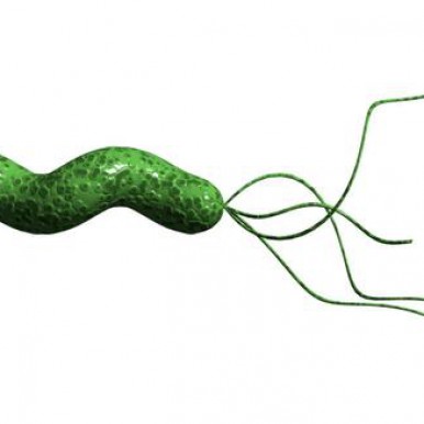 bacteria helicobacter pylori