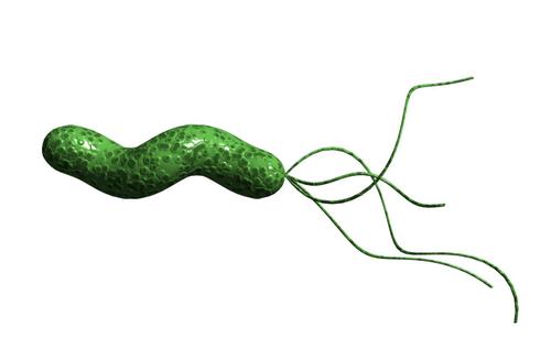 bacteria helicobacter pylori